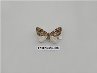 藏品(尺蛾616)的圖片